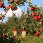 Dlaczego jabłka Champion będą najlepsze dla Twojego ogrodu?