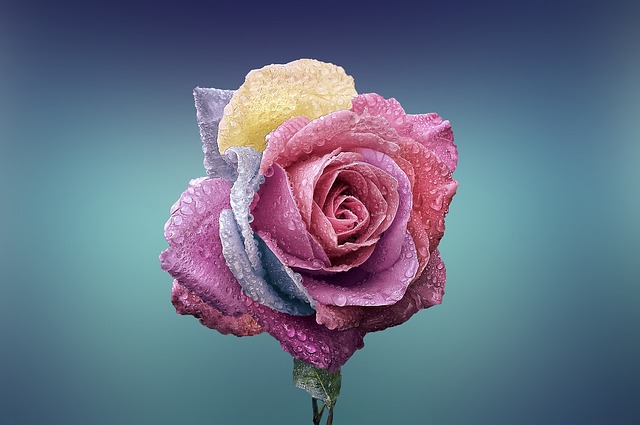 Róża Fioletowa Odmiany